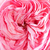 Rózsaszín - Virágágyi floribunda rózsa - Mariatheresia®